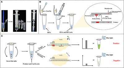 CRISPR/Cas12a-based biosensing platform for the on-site detection of single-base mutants in gene-edited rice